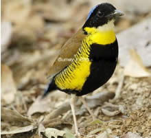 Gurney's Pitta. Male
